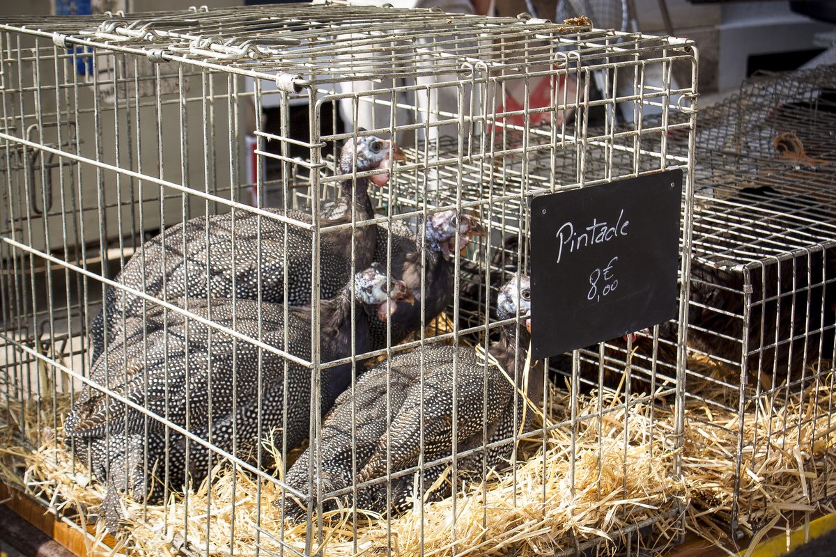 Market chickens