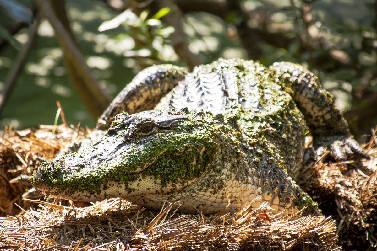 Crocodile