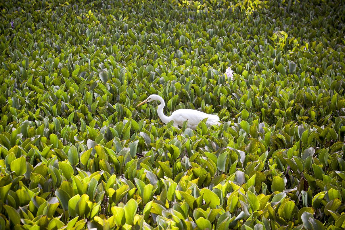 Stork
