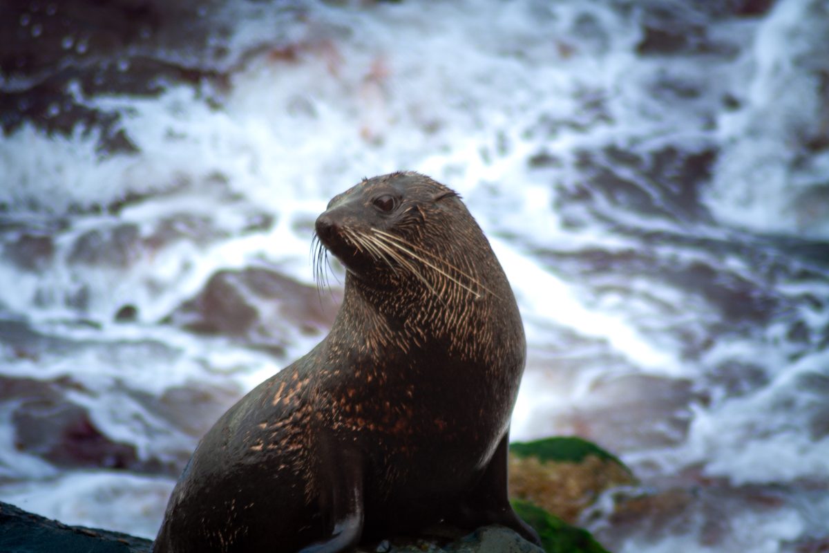 Oamaru seal