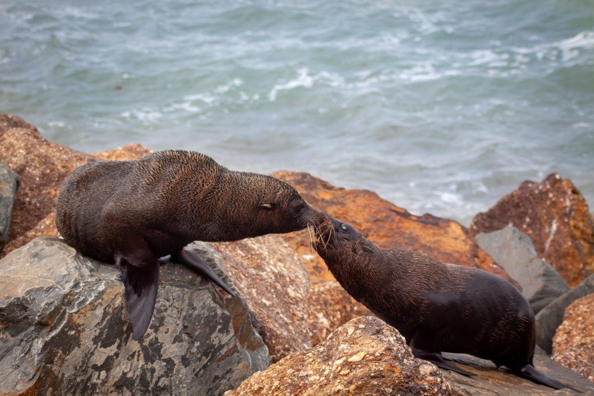 Oamaru seals