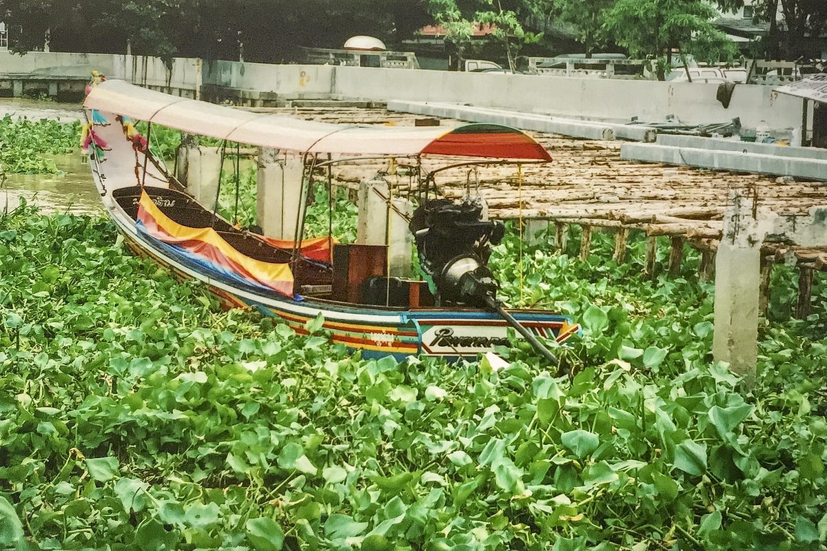 Boat in vegetation