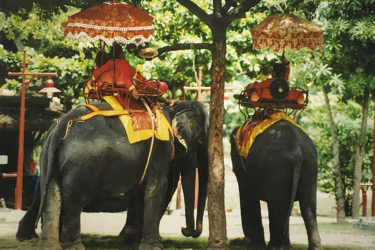 Elephants